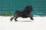 PETIT CHIEN LION 194